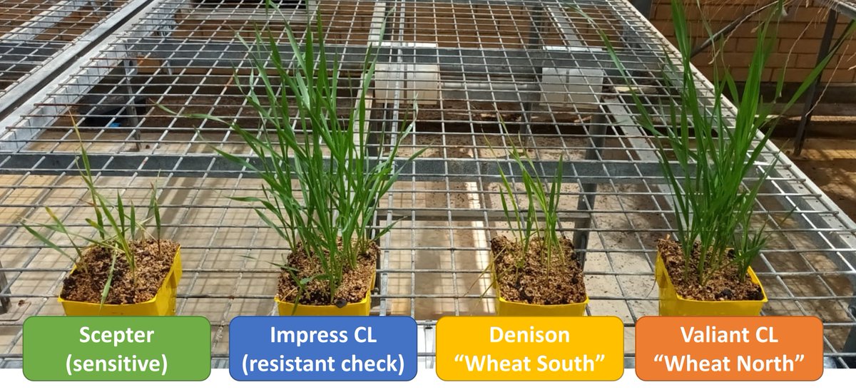 Herbicide resistance lab at UWA tweet media