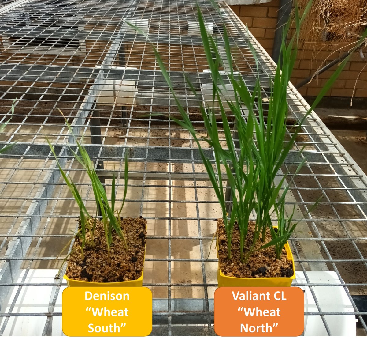 Herbicide resistance lab at UWA tweet media