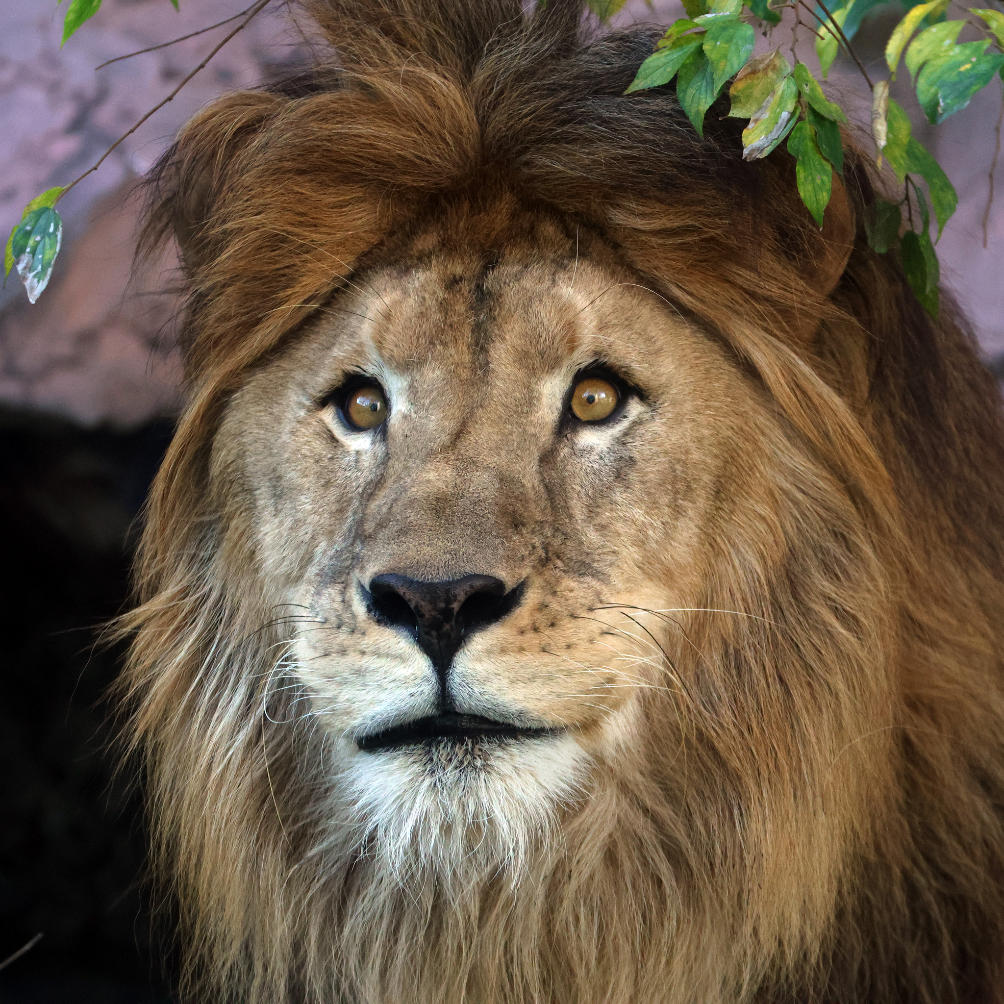 不思議ライオン ゆうひ Miracle Lion Y Twitter