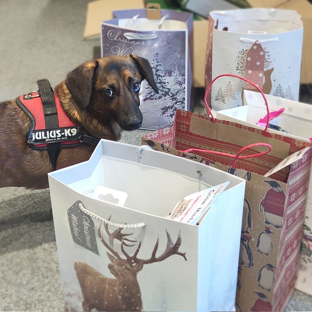 David hoping one of our Christmas gift bags are for him..

#dogsoftwitter #Christmas #pets #Christmasgifts