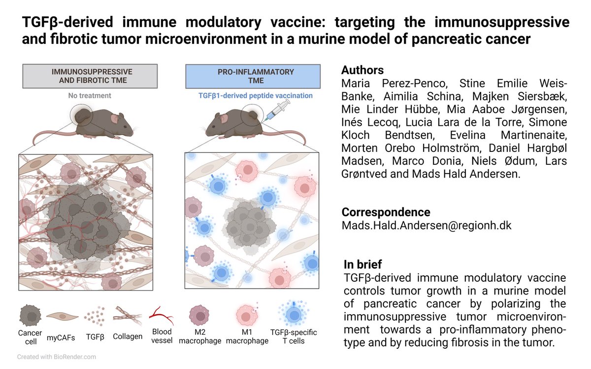 marper2323's tweet photo. Very excited to see this work finally published🥳 In this paper we show that a TGFβ-derived immune modulatory vaccine can target immunosuppression and fibrosis in a murine tumor model of pancreatic cancer. A very important step before we move into the clinic next year! @CCITdk https://t.co/NCRXFNvaNS