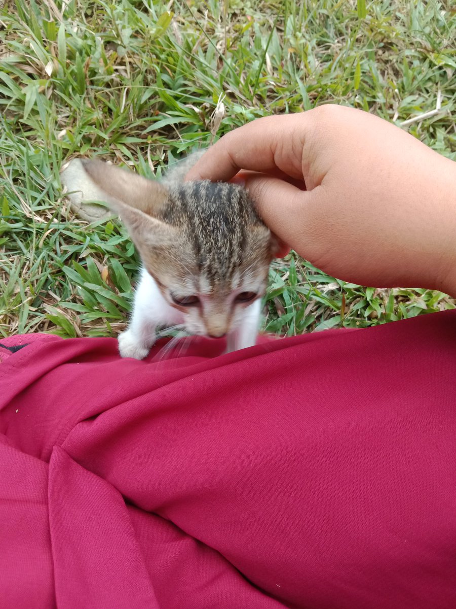 tadi jumpa kitten, karna kasian gue angkut,mana tau bisa mengalihkan pikiran dari kegalauan ini🤔