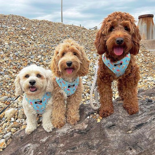 ilovedogworld's tweet photo. Cute Cavapoo Puppies. https://t.co/ISDGLfRkpx