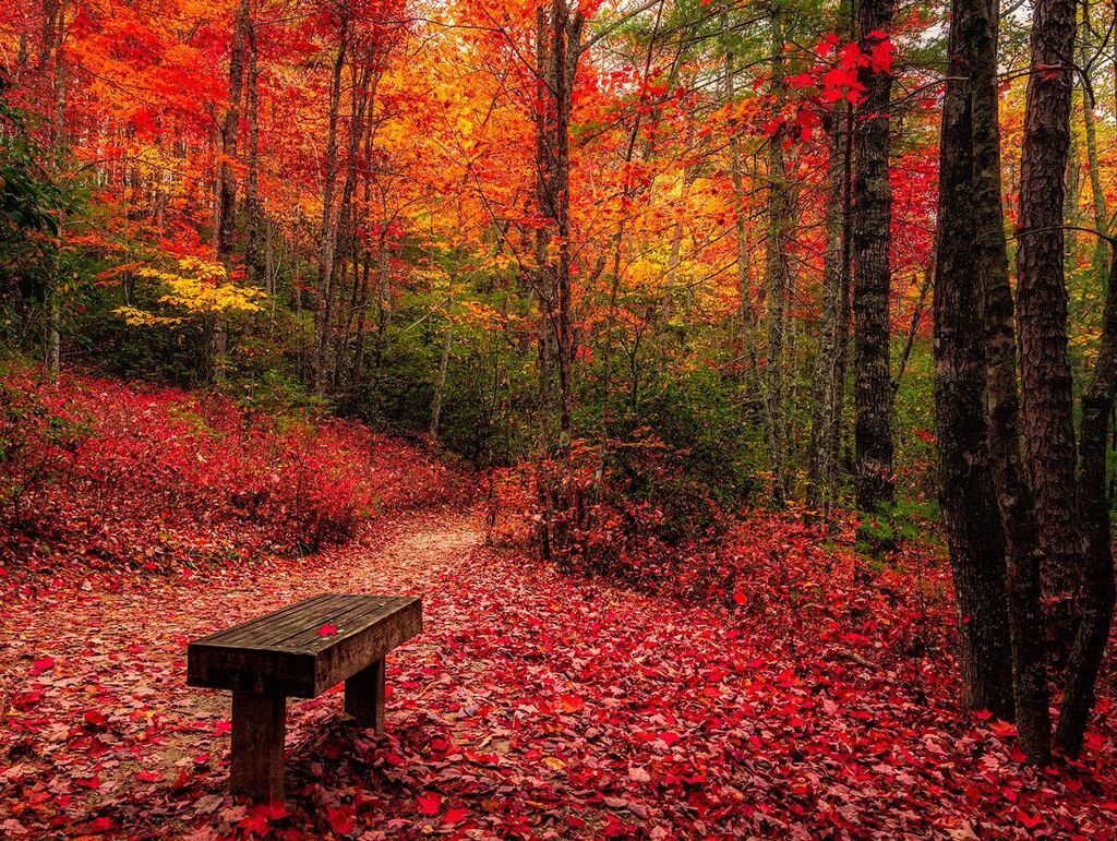 Hiking in North Carolina #northcarolina #hangingrockstatepark #fall #fallfilter #waterfalls #fallcolors #leaf #northcarolina #northcarolinaphotographer #northcarolinaliving #onlyinnorthcarolina #naturalnorthcarolina #northcarolinaoutdoors #northcarolinaphotography #visitnort…