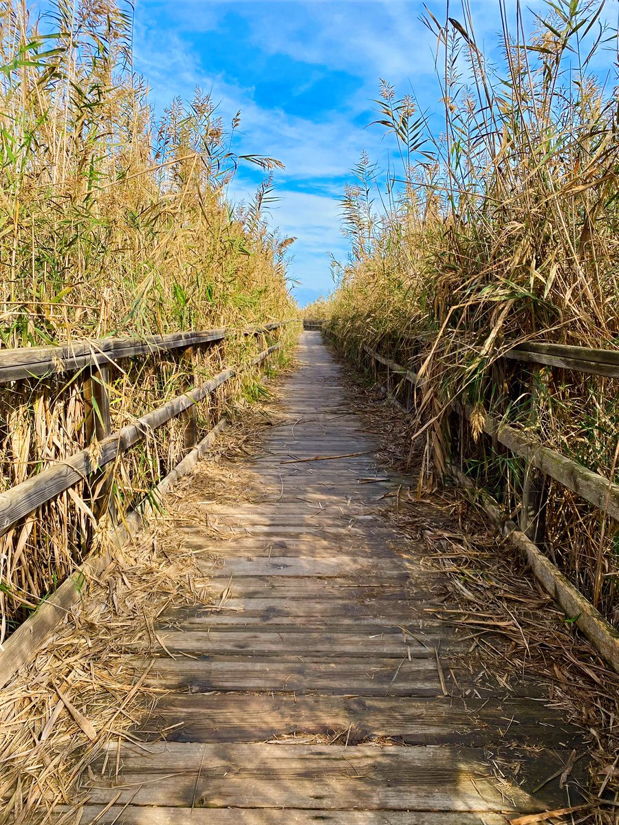 az_eMesi's tweet photo. #reeds #labirinth ☀️😃 https://t.co/d5uSFUDjM5