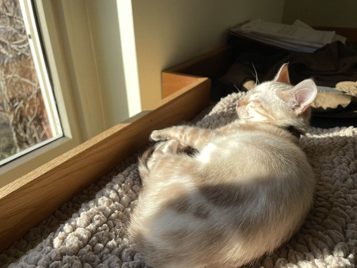 katemacrae's tweet photo. It’s tough being a travelling cat! #TeaselCat in #YewView office enjoying the sun. #BringYourCatToWork 🤣 https://t.co/7t6MwfSL4C