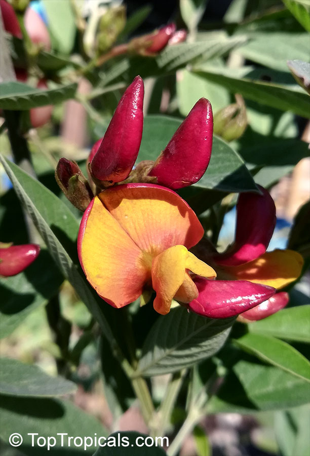 toptropicals's tweet photo. #Cajanus cajan -Pigeon Pea Bicolor is popular food in tropical countries.Nutritious and wholesome, the green seeds and pods serve as vegetable. It has very ornamental flowers - yellow, flocked or streaked with purple or red.
https://t.co/kqO5Arqf95
#edibleplants
#ThursdayThoughts https://t.co/E5BP5E6FPJ