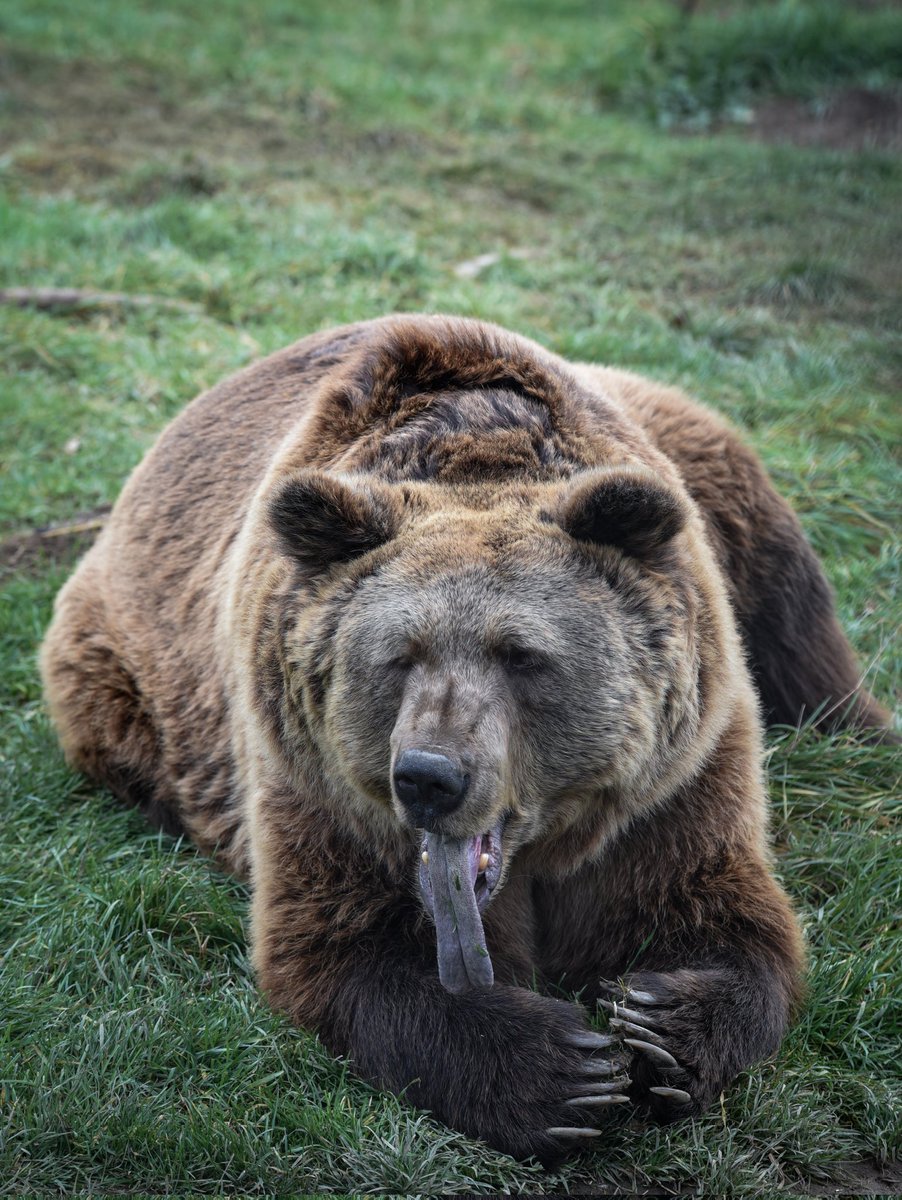 Tongue out Thursday 👅

©️ BEAR SANCTUARY Prishtina 

#bears #prishtina #kosova #bear #sanctuary #animalwelfare #fourpaws #love #animal #bearlovers #animallover #photography #photooftheday #nature #Wild