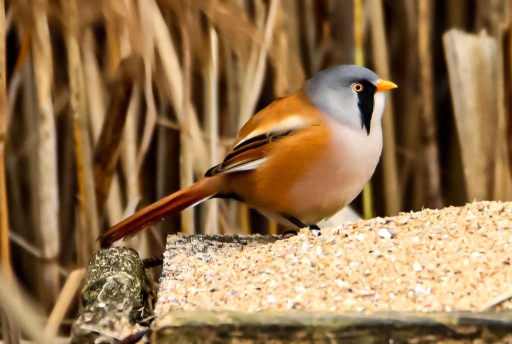 mwcfish's tweet photo. A few more of the Bearded reedlings 😊👌 https://t.co/ExILZ4dvqG