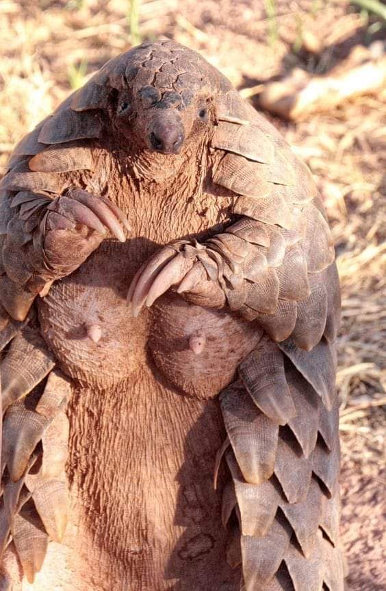 zedcity_game's tweet photo. Alpha applications are opening soon :) hoping to be up and running by the end of the month.

Meanwhile. Here is a picture of a Pangolin. https://t.co/9AaTqAZy6R