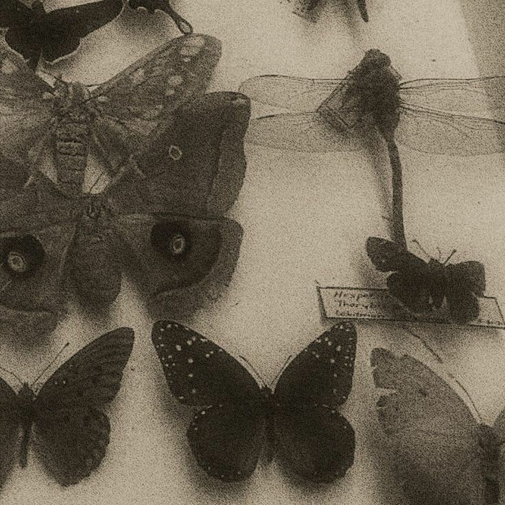 Mabella. tweet media