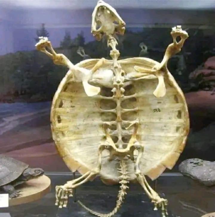 RincnCuriosoo's tweet photo. Esta es la razón por la que una tortuga no puede salir de su caparazón. https://t.co/UqRlXVwopm