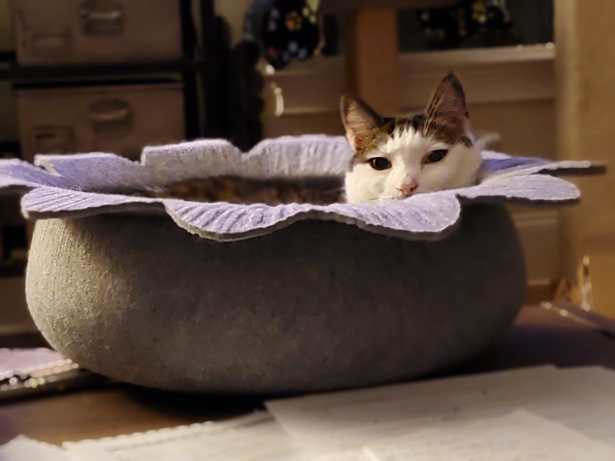 A_Hugo_Hug's tweet photo. Dis ar mah hooj bowl ov adorbz
#CheeseforHugo
#CatsOfTwitter #CatsOnTwitter #adorb https://t.co/ugbcMKitFV