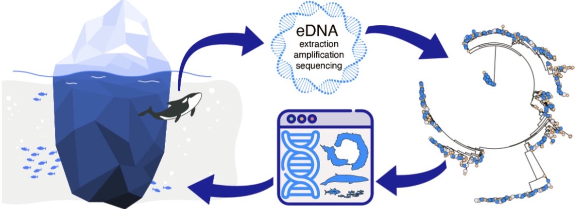 🚨PhD opportunity!!🚨Bioinformatics and marine ecology - eDNA monitoring of vertebrates in polar systems🧬🧬🐟🐟 🐋🐋@ExeterMarine @marinebugs @polarbiome collaboration between @UofE_Research and @BAS_News Applications close 9th Jan 2023!!