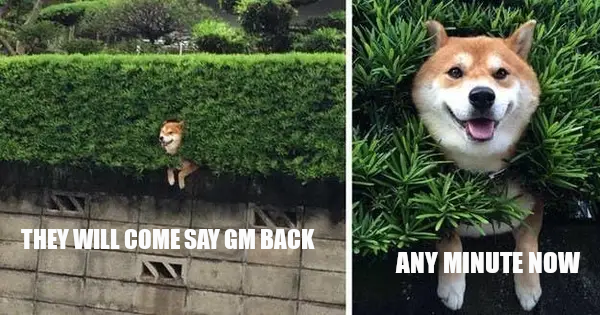 Doge Pound 🐶 tweet media