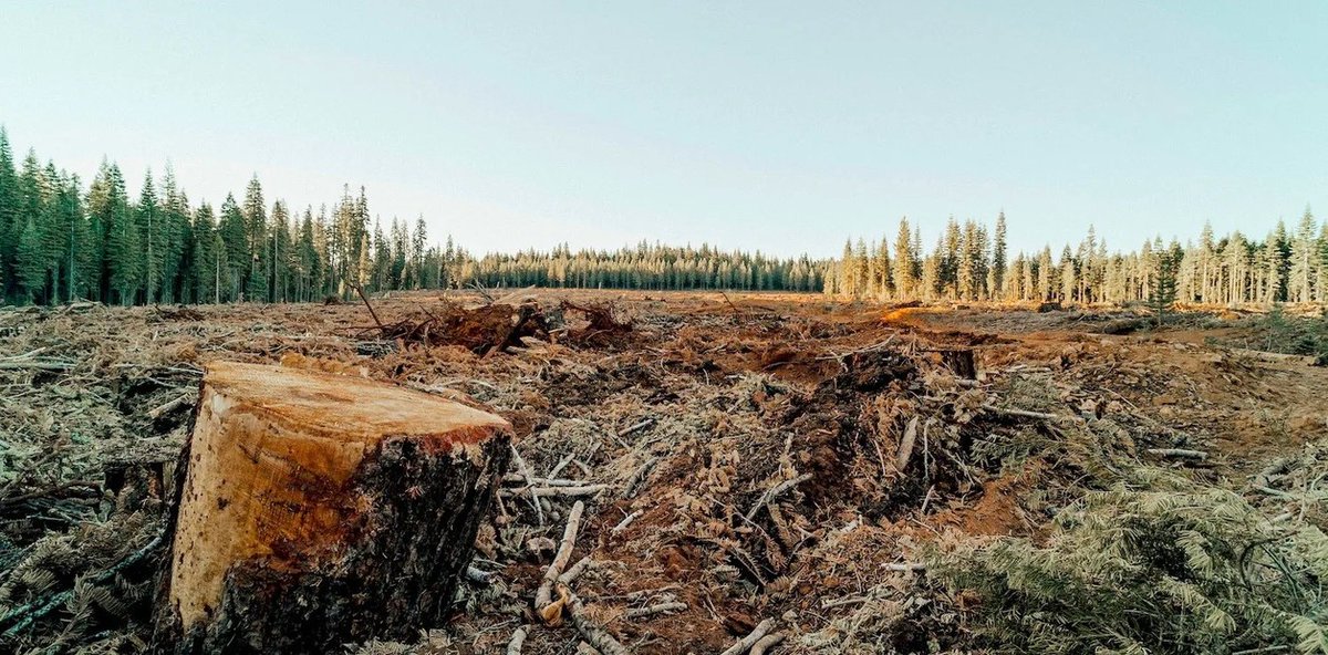 El calor que sobra son los árboles que faltan. 

Entre 1990 y 2015 se arrasaron en Argentina 7,6 millones de hectáreas de monte nativo. Responsables: agronegocio, empresas extractivas, gobiernos y poder judicial (entre otros).