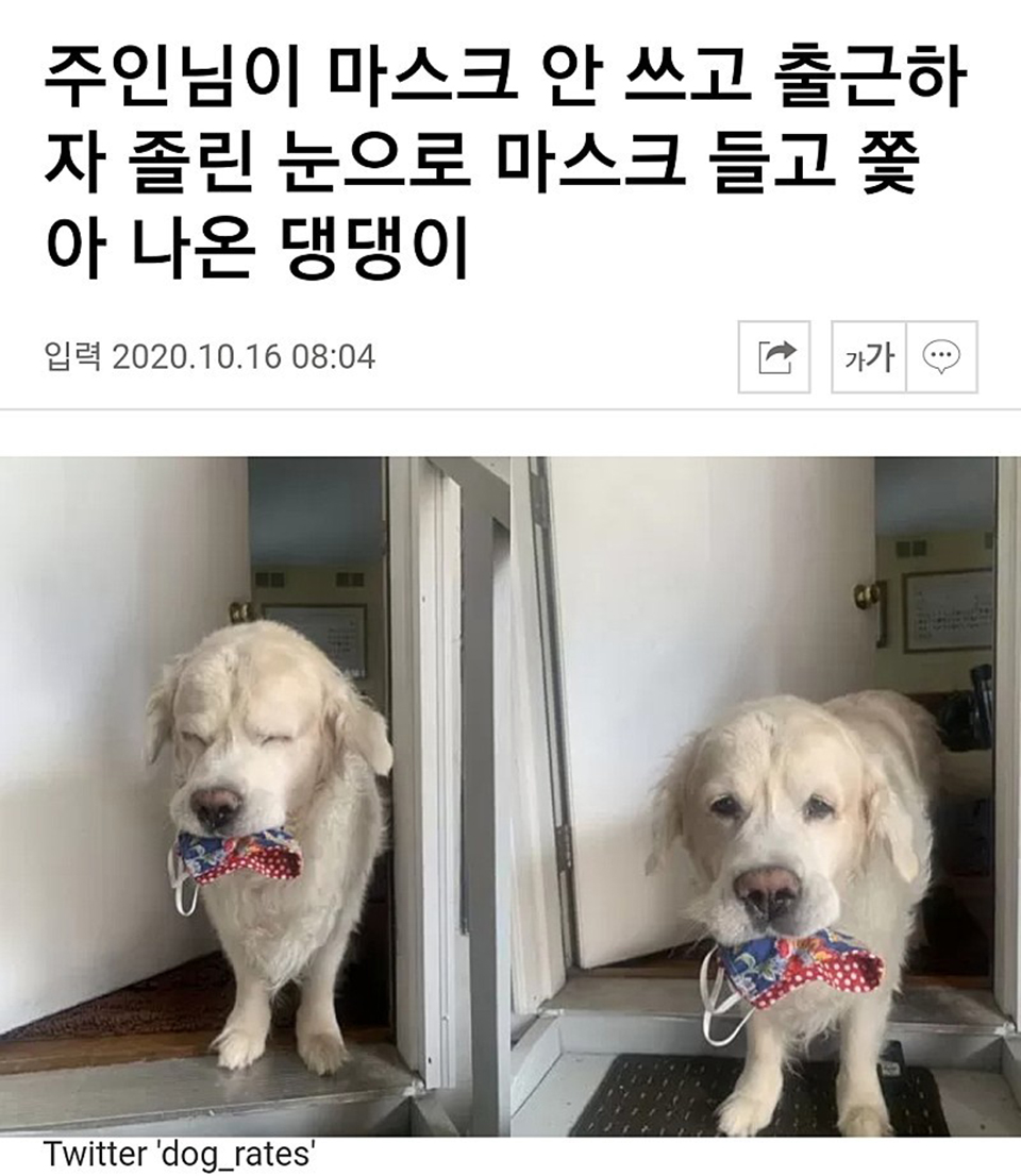 나는 강아지가 이렇게 순수하게 사람을 위하는 마음 보여줄 때를 너무 좋아해...