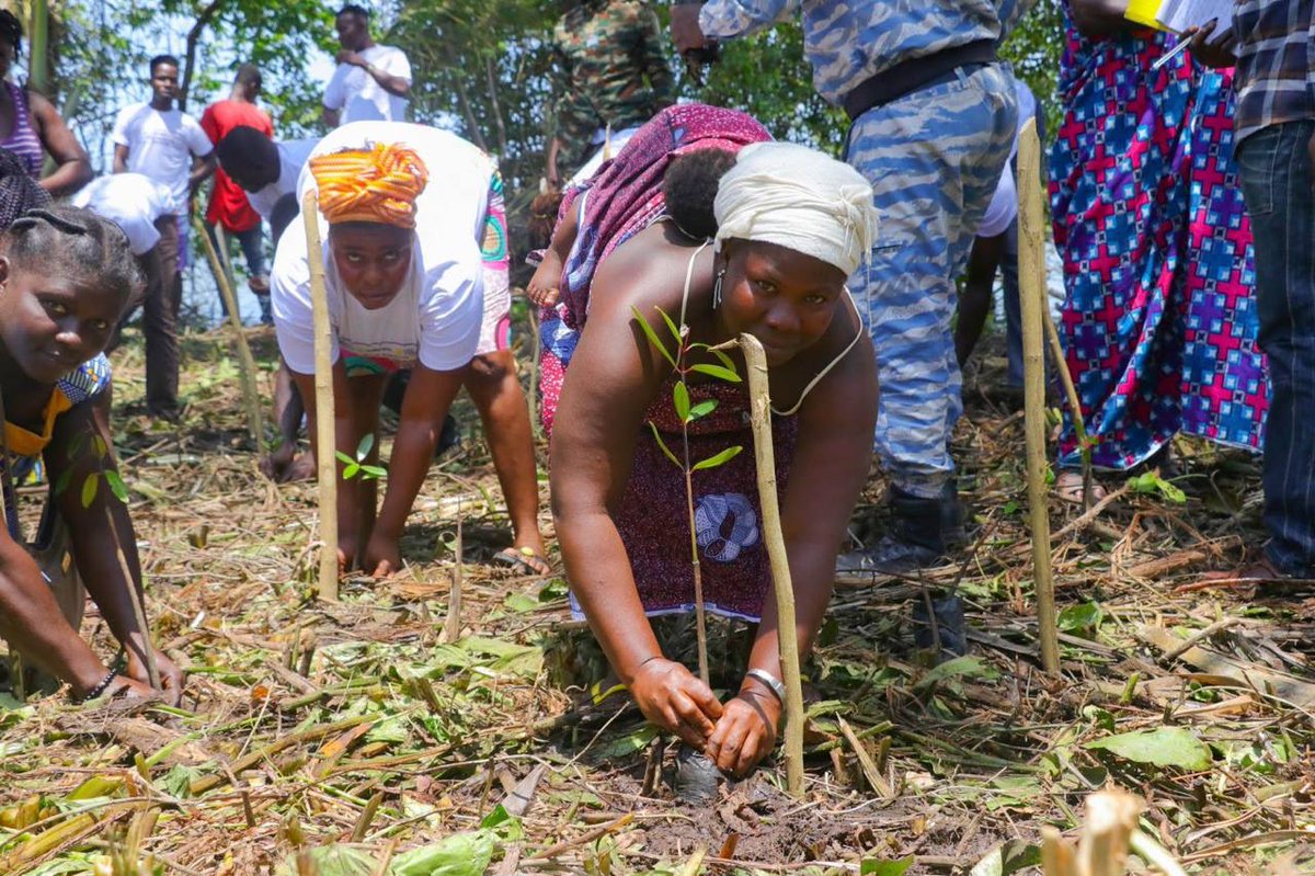 BlueForestLoves's tweet photo. Through successful cooperation with @agro_map , we carried out three unique wetland ecosystems 

projects involving the planting of 160,000 mangroves in the subtropical coastlines of Cote d'Ivoire! !

Follow us for more Cote d’Ivoire storylines! https://t.co/brgSor3rai