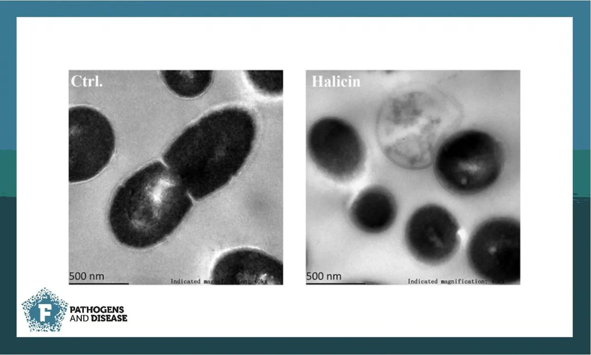 FEMSmicro's tweet photo. #Halicin - a new #antimicrobial agent discovered in 2020 using #AI. It has low cytotoxicity ➡️ human cell lines, & together with #doxycycline shows in vitro + in vivo #antimicrobial activity against #enterococci, including VRE.
Read the study in #PathogDis https://t.co/zINrTQ2vwY https://t.co/NtczxzQyPL