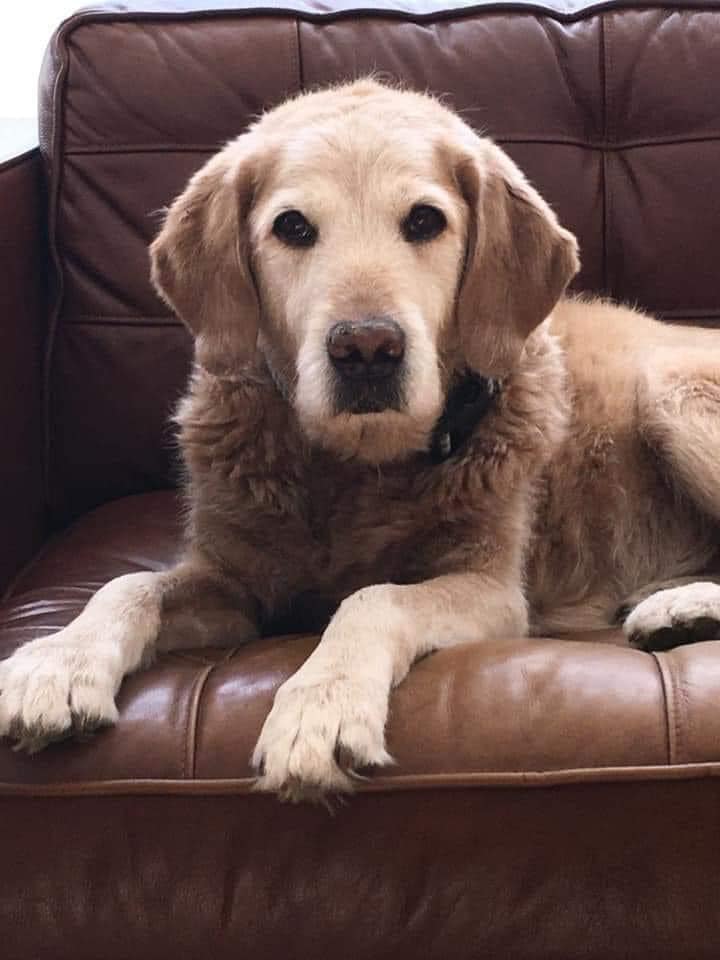 Tweets of Dogs tweet media