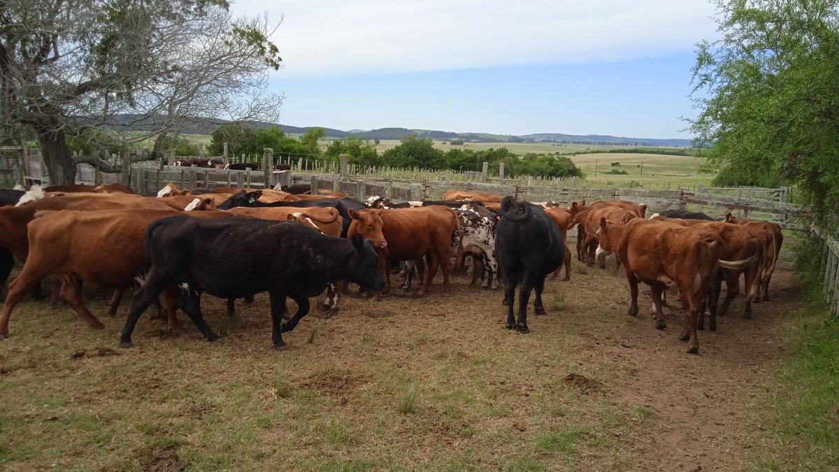 PlanAgro's tweet photo. #Ahora en📍Marmarajá, Lavalleja
Taller "Estrategias de manejo de pasto y del rodeo de cría para lograr más preñeces" en Establecimiento Laboratorio #GestiónDelPasto "El Rincón" Familia Cedrés Cesar
#FPTA @INIA_UY @GraceQuintans @drabcoppola
@CALAI1965 #SAL #SFRO https://t.co/Udi7Asl8vG
