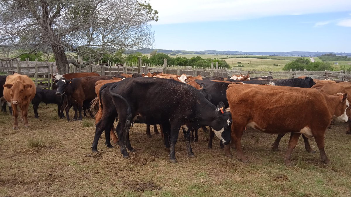 PlanAgro's tweet photo. #Ahora en📍Marmarajá, Lavalleja
Taller "Estrategias de manejo de pasto y del rodeo de cría para lograr más preñeces" en Establecimiento Laboratorio #GestiónDelPasto "El Rincón" Familia Cedrés Cesar
#FPTA @INIA_UY @GraceQuintans @drabcoppola
@CALAI1965 #SAL #SFRO https://t.co/Udi7Asl8vG