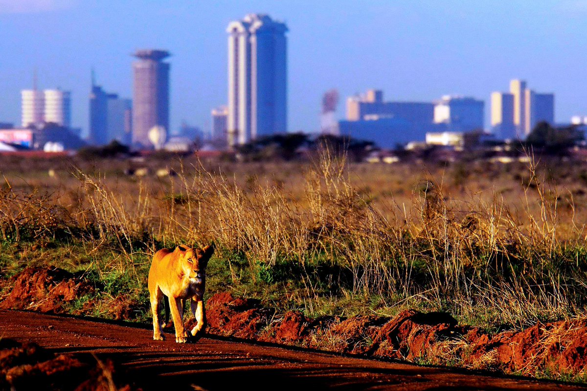 cheli_levyn's tweet image. Nairobi National Park was established in 1946 about 7 km south of Nairobi. It is fenced on three sides, whereas the open southern boundary allows migrating wildlife to move between the park and the adjacent Kitengela plains. #KenyaAt59 Proudly Kenyan Proudly Kenyan