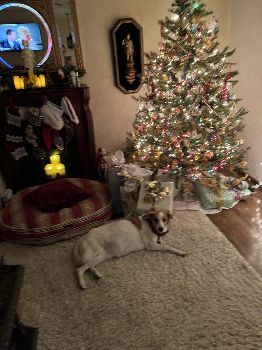 Still guarding the Tree 🎄🎄
Happy Thursday everyone ❤️🐾🐾❤️
