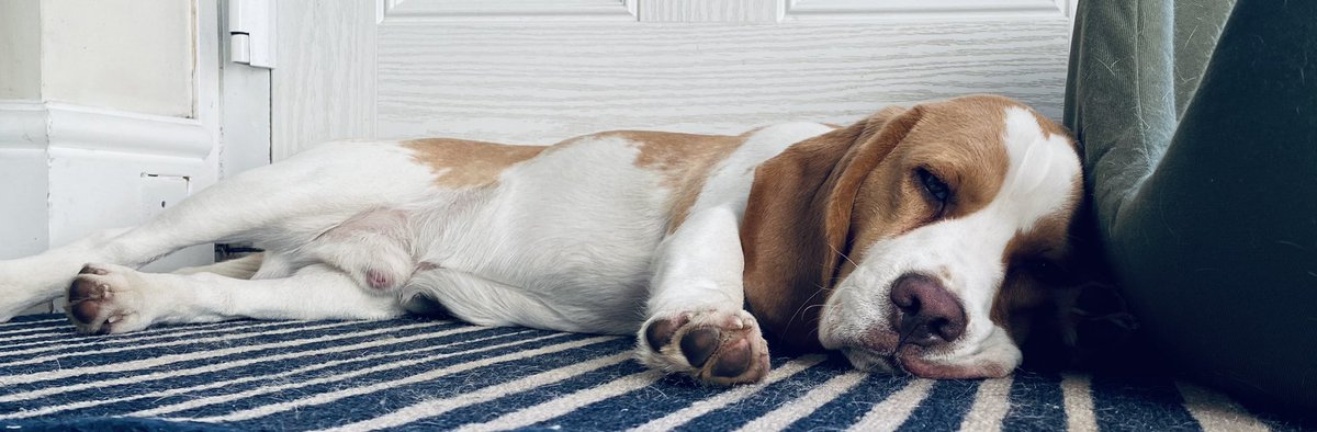 8bitBeagle's tweet photo. Here’s my beautiful Beagle https://t.co/ckoWFeyuhl