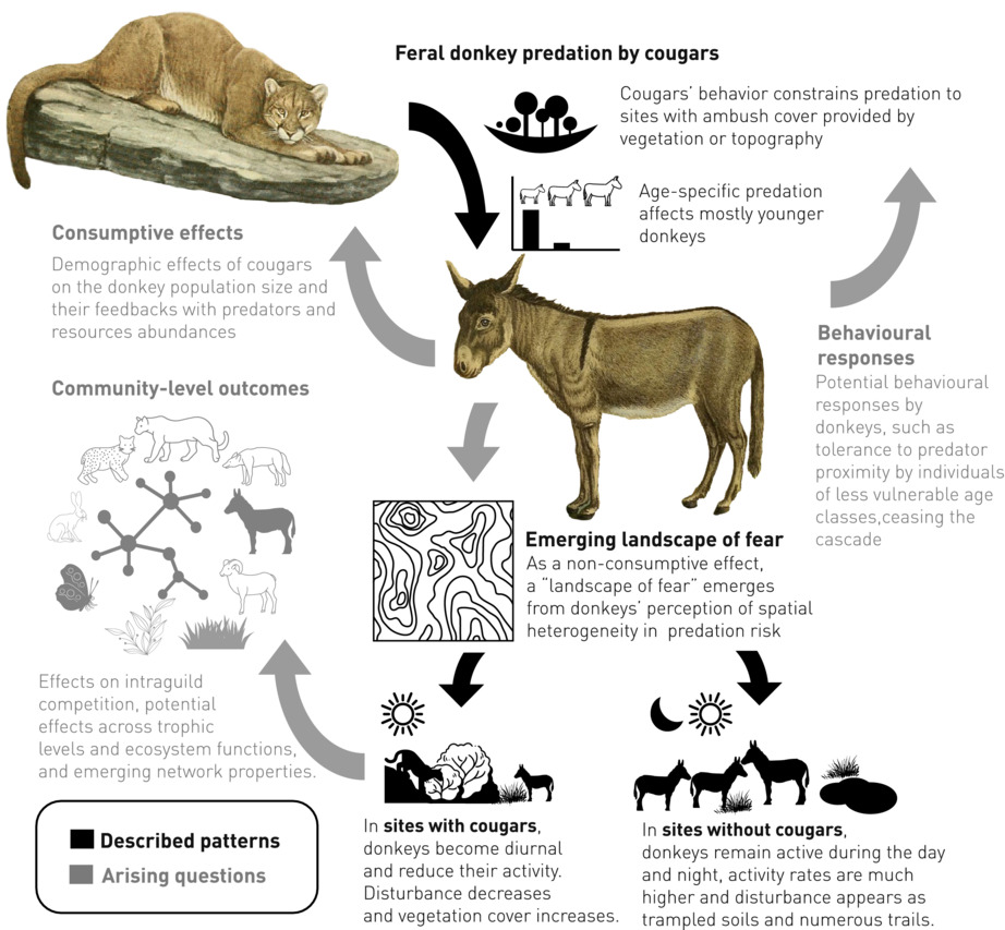 Journal of Animal Ecology tweet media