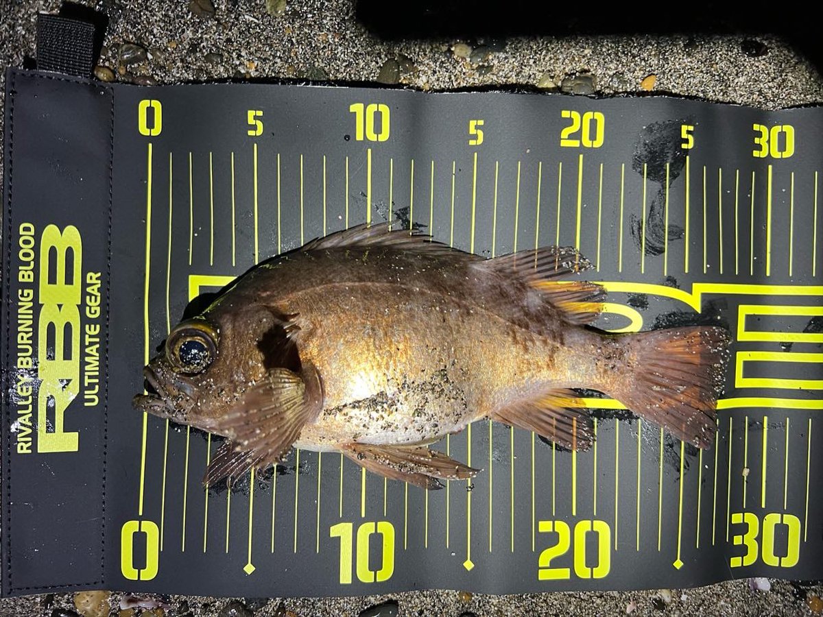 aska_fishing46's tweet photo. 今シーズン初メバル初フロート！
良型2キャッチ！

グランデージにフロートはめっちゃ飛距離でる。

鬼に金棒、満月にイカゴロブラック。
#APIA #GRANDAGE #LITE82
#ダイワ #ソードビーム
#シャローフリーク https://t.co/dT3Hj0Ouj9
