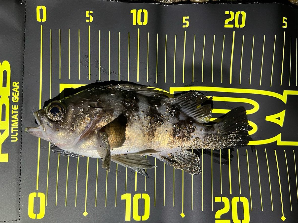 aska_fishing46's tweet photo. 今シーズン初メバル初フロート！
良型2キャッチ！

グランデージにフロートはめっちゃ飛距離でる。

鬼に金棒、満月にイカゴロブラック。
#APIA #GRANDAGE #LITE82
#ダイワ #ソードビーム
#シャローフリーク https://t.co/dT3Hj0Ouj9