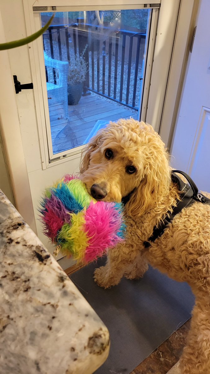 KittyCat1964's tweet photo. Doodles luv to take toys outsideโฆNeed more indoor/outdoor ones (product idea๐ก)bc #furballz canโt handle the elements ๐งโ๏ธ ๐๐ฅบ #dogsoftwitter #ziggyjohn https://t.co/GWyzfM8VBG