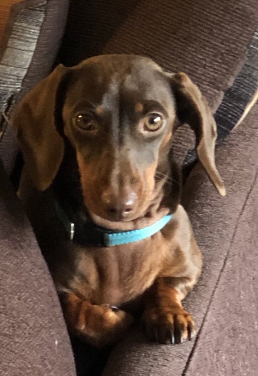 DawgsView's tweet photo. So I’ve lost many followers and being bombarded by porn followers 
What’s up with that ? Woof https://t.co/YhBMjnzuaj