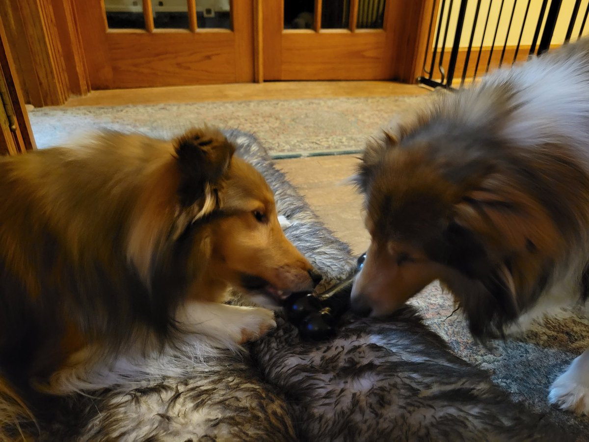 Vegas pupdate: Vegas spent the day at the vet on IV fluids yesterday. He is home today, but needs to go back to the vet tomorrow to have bloodwork to check his kidney function. We are all optimistic and will let you know how it goes. As you can see London is happy he is home!