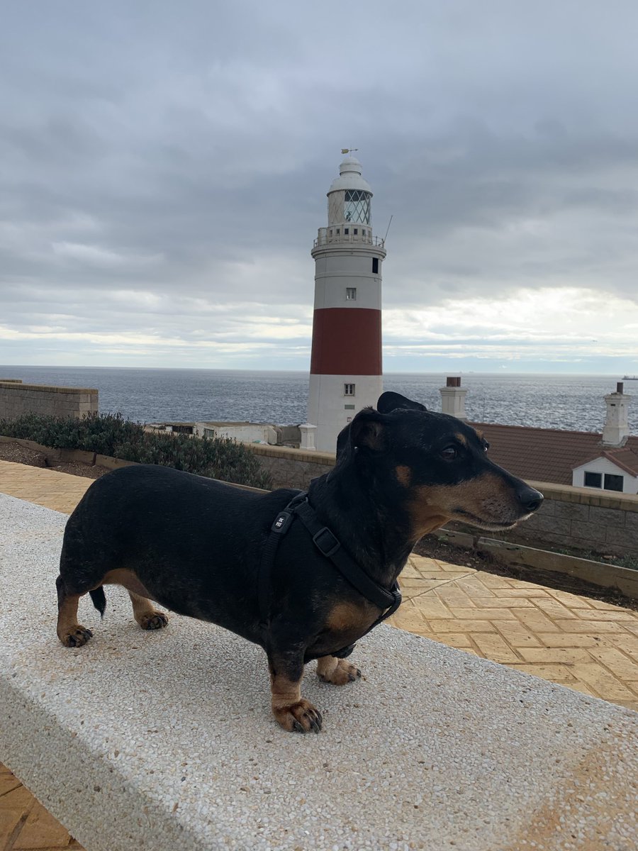 #Charlotte #Charles #Charlie #Salsicha #dog @salsichinhas #Gibraltar #Europapoint