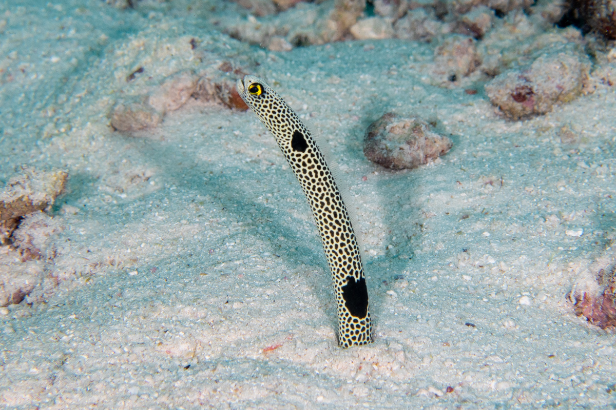 CoralReefFish's tweet image. One of the big advantages of using a rebreather is the lack of bubbles, which makes it less intrusive and allows us to get closer to the fishes. The shy Spotted Garden Eel (Heteroconger hassi) is very hard to approach, but a little easier with the rebreather. #PerpetualPlanet