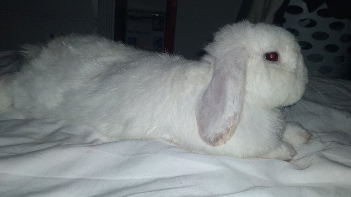 VT_Avi's tweet image. Goodbye to the reason who kept me staying strong.
Goodbye to the one who helped me get by when it was dark.
Goodbye to the one who stayed by my side when I was sad.
Goodbye to my best friend.
Goodbye and thank you.