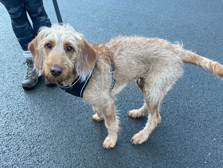 BeyondLawGroup's tweet photo. Some of the team went on an exceptionally fresh @freshwalks around Lyme Park yesterday morning ❄️

Although it was a women only walk,  our two mascots, Barney and Alfie, waved the flag for the guys back in the office! 🐶 #freshwalks https://t.co/WgSwUQZvji