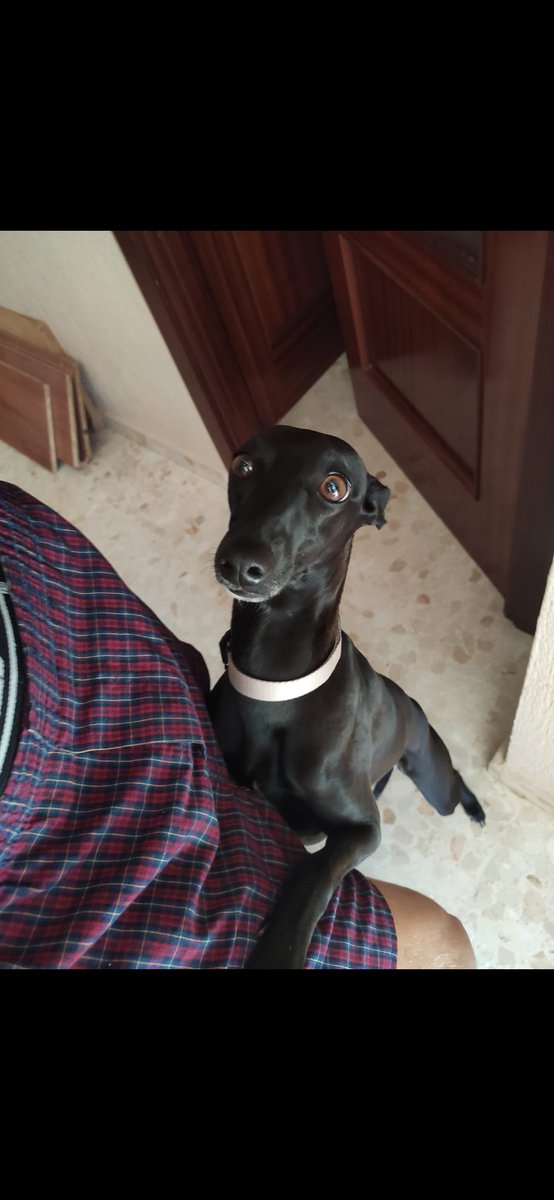 Juanka104's tweet photo. Esta noche se han llevado a mi perra, este ha sido el desgraciado, por favor compartid🙏 (Ha sido en Guadalcacín, jerez) https://t.co/s0p17xNAL0