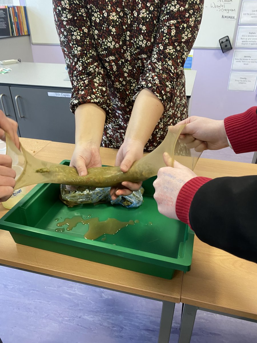 MissFox_Science's tweet photo. A great 5th Year Biology Class today with our real-life model of the digestive system! @ClaregalwayColl https://t.co/kreprFhkdU