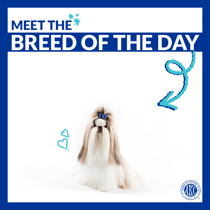 akcdoglovers's tweet photo. Playful, affectionate, and outgoing. Meet the Shih Tzu → https://t.co/y9hNySNWvh #ThisisAKC https://t.co/5DTXbAnwJu