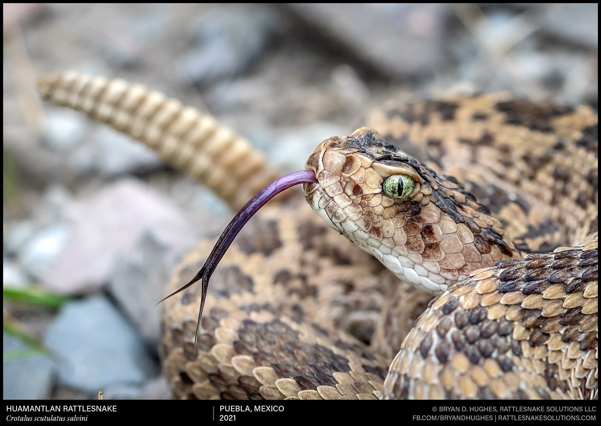 Bryan D. Hughes tweet media