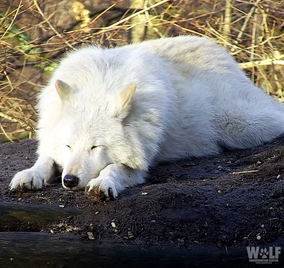 Don't judge.
Morning naps are 100% appropriate when you're crepuscular 🐺