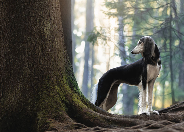 SOS Levrieri tweet media