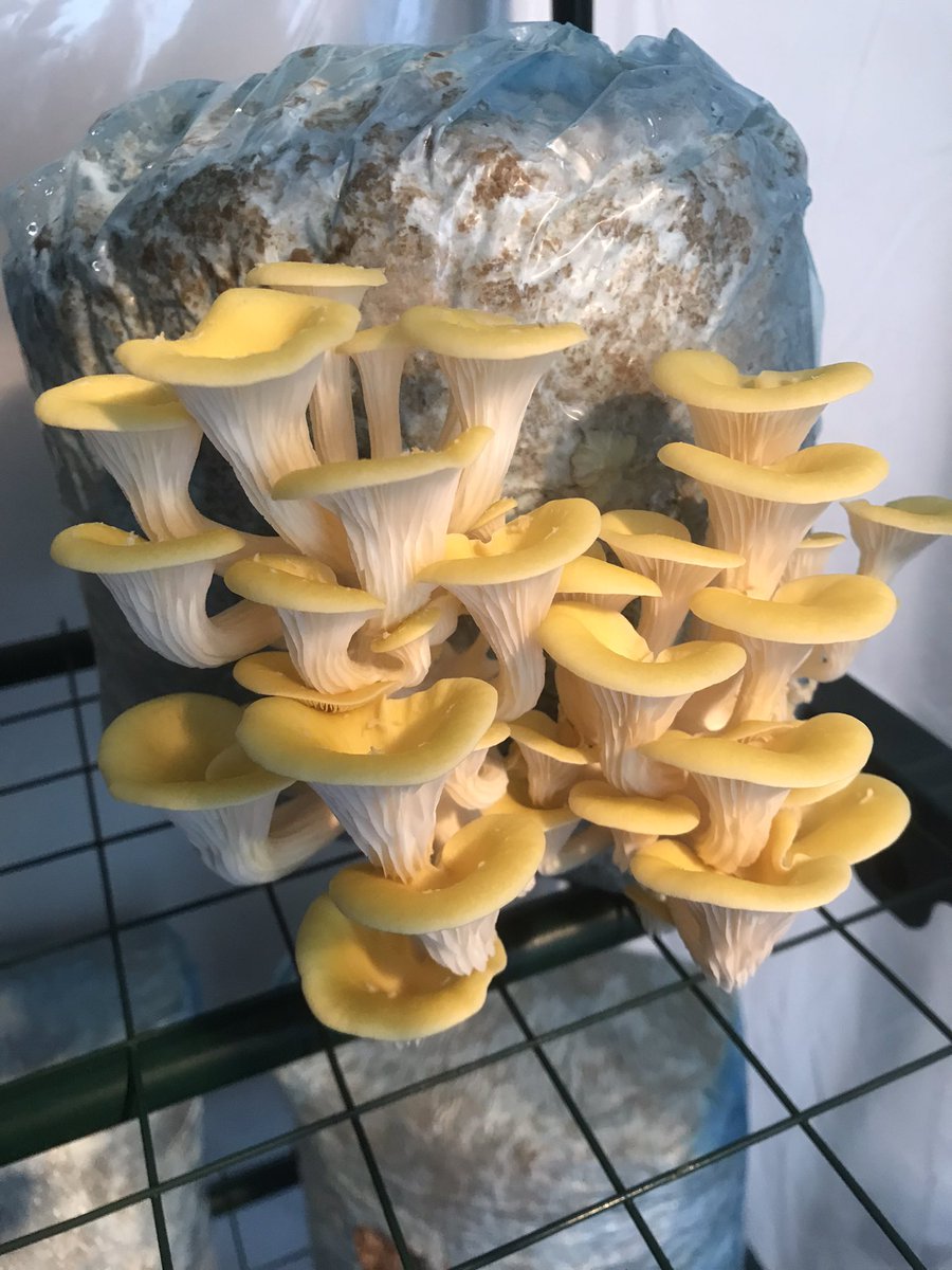 DutchFungi's tweet photo. Pleurotus citrinopileatus
Gele of gouden oesterzwam
Yellow or gold oyster mushroom https://t.co/1S8mGPUDYm