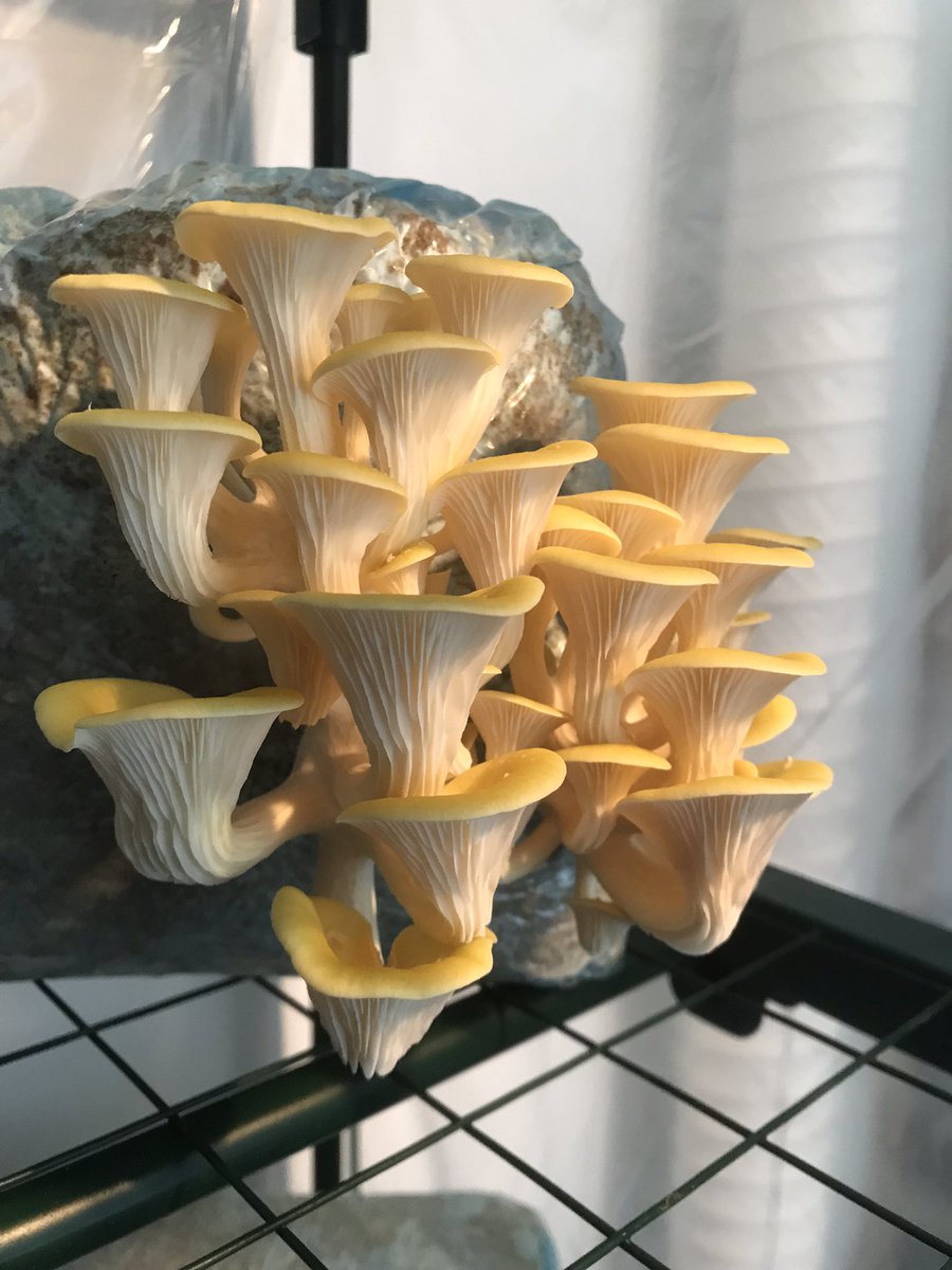 DutchFungi's tweet photo. Pleurotus citrinopileatus
Gele of gouden oesterzwam
Yellow or gold oyster mushroom https://t.co/1S8mGPUDYm
