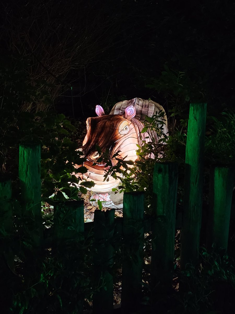 The wild lights at Phoenix Park are amazing and beautiful.  I would advise anyone going to wear an adult baby grow/ body suit( if you can find one) and some gloves and a hat as it is freezing. 🥶 #phoenixpark