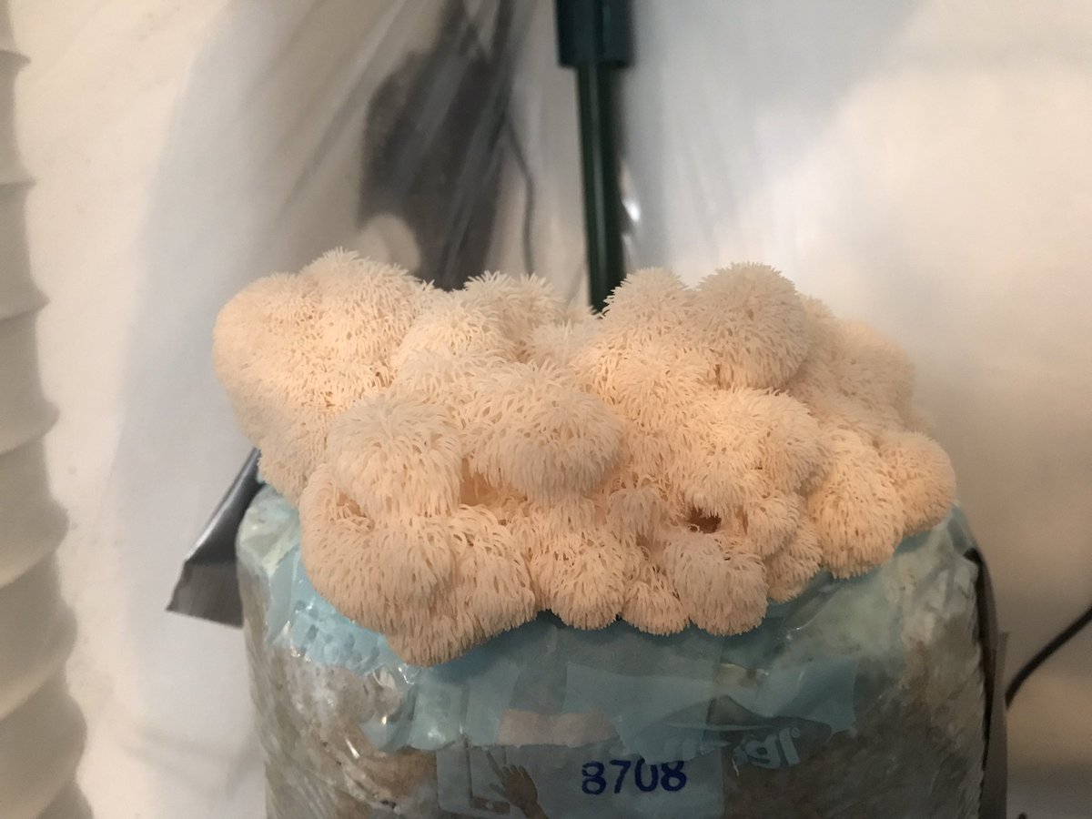 DutchFungi's tweet photo. Hericium erinaceus 
Pruikzwam
Lion’s Mane https://t.co/0sNp8c2Sq2