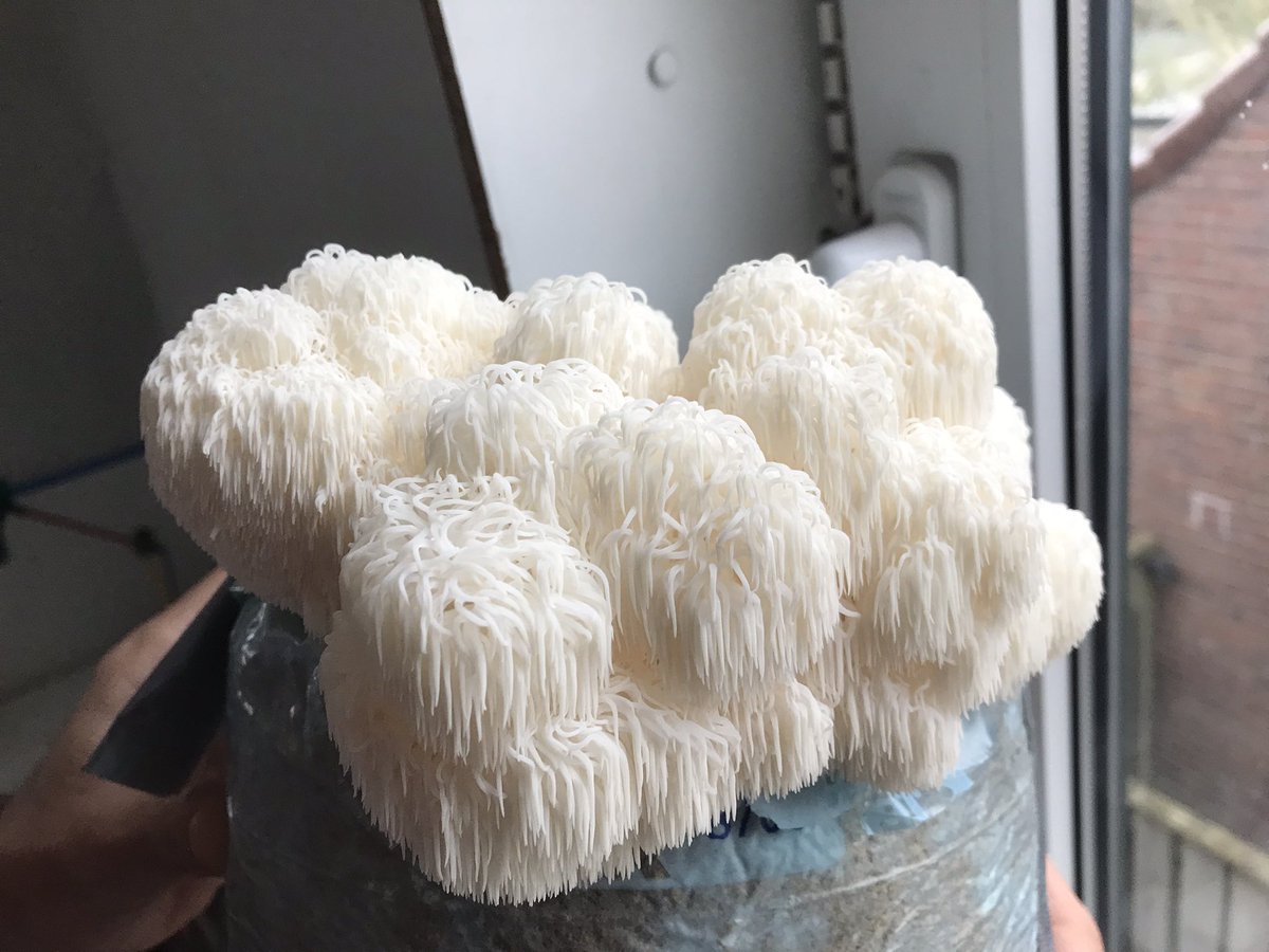 DutchFungi's tweet photo. Hericium erinaceus 
Pruikzwam
Lion’s Mane https://t.co/0sNp8c2Sq2